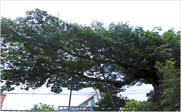 읍내동 느티나무(보호수)