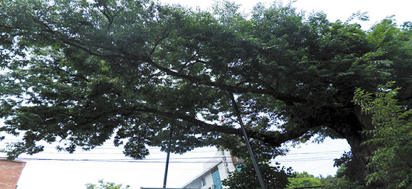 읍내동 느티나무(보호수)