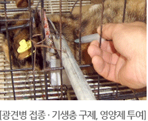 광견병접종, 기생충 구제,영양제투여