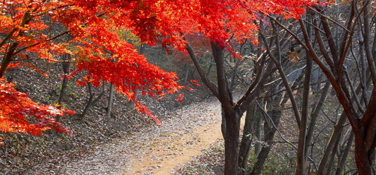 계족산황톳길