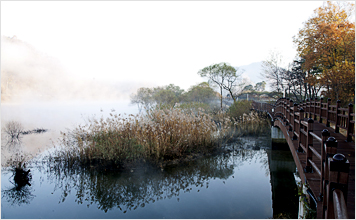 Photo - Yihyeon-dong huge silver grass wetland