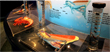 Daecheong Dam Aquatic Culture Exhibition Hall image4
