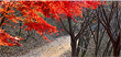 Gyejok Mt. Loess Trail image2